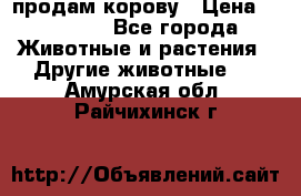 продам корову › Цена ­ 70 000 - Все города Животные и растения » Другие животные   . Амурская обл.,Райчихинск г.